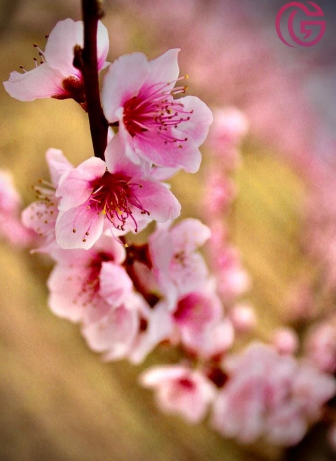 Greenwood Vende Inigualable Finca en Vista Flores Tunuyan, Excelente Rentabilidad, Ideal Emprendimie