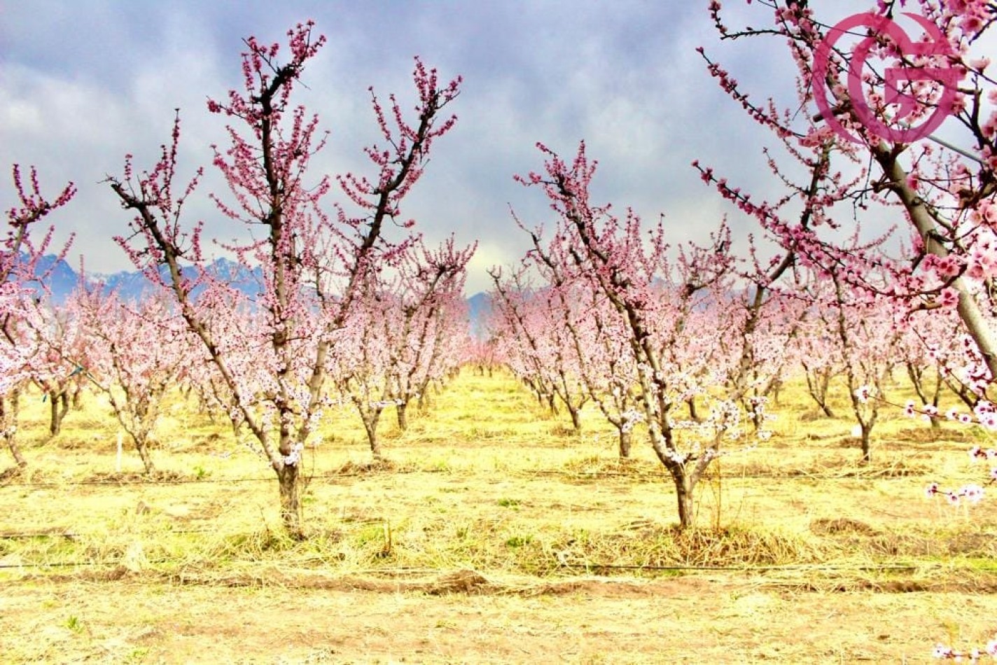 Greenwood Vende Inigualable Finca en Vista Flores Tunuyan, Excelente Rentabilidad, Ideal Emprendimie