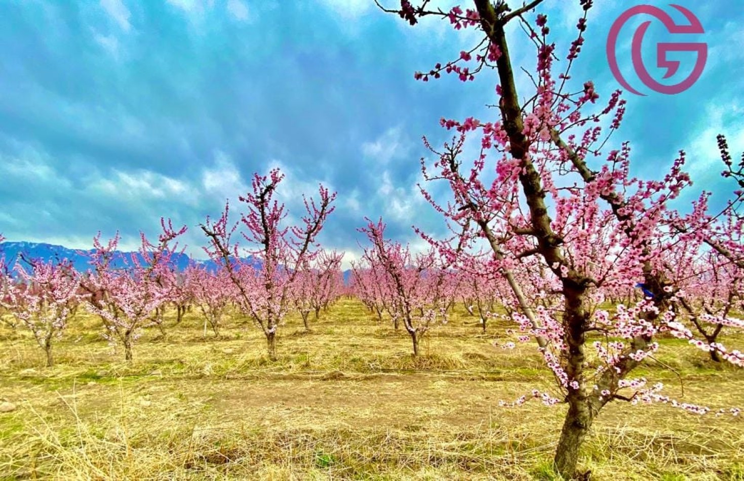 Greenwood Vende Inigualable Finca en Vista Flores Tunuyan, Excelente Rentabilidad, Ideal Emprendimie