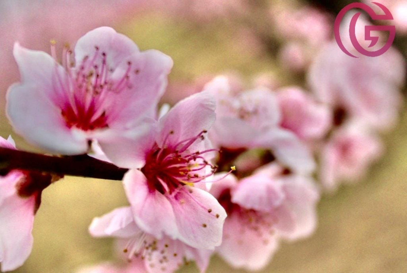 Greenwood Vende Inigualable Finca en Vista Flores Tunuyan, Excelente Rentabilidad, Ideal Emprendimie