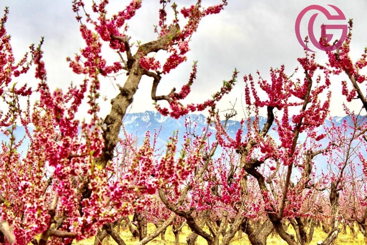 Greenwood Vende Inigualable Finca en Vista Flores Tunuyan, Excelente Rentabilidad, Ideal Emprendimie