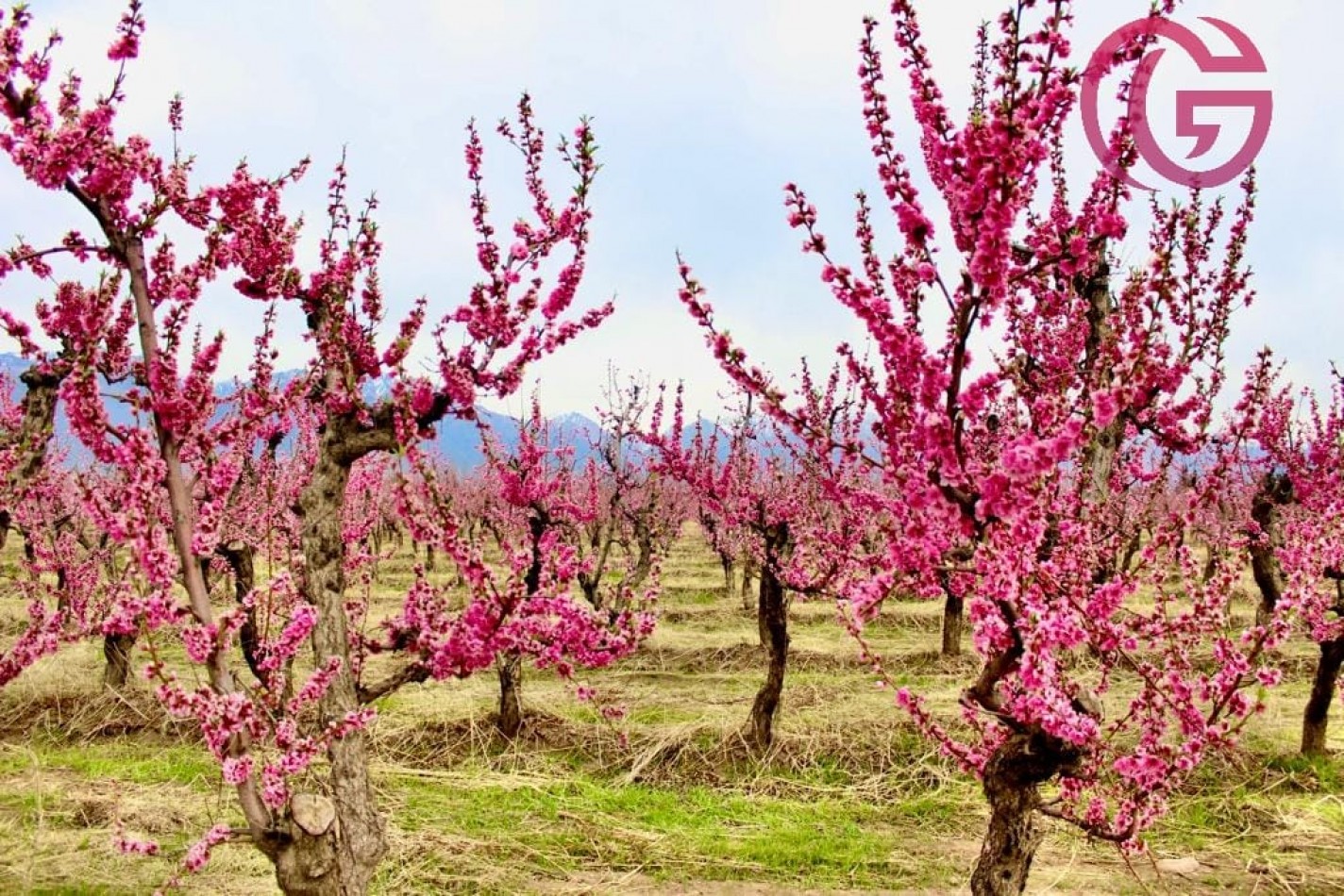 Greenwood Vende Inigualable Finca en Vista Flores Tunuyan, Excelente Rentabilidad, Ideal Emprendimie