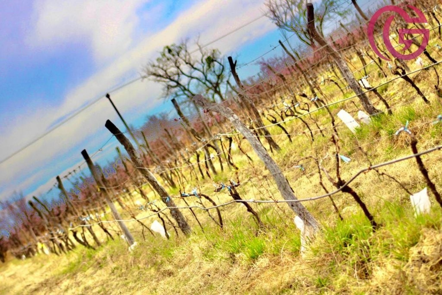 Greenwood Vende Inigualable Finca en Vista Flores Tunuyan, Excelente Rentabilidad, Ideal Emprendimie