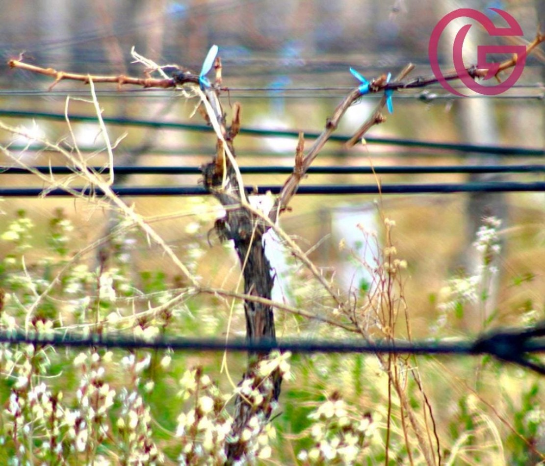 Greenwood Vende Inigualable Finca en Vista Flores Tunuyan, Excelente Rentabilidad, Ideal Emprendimie