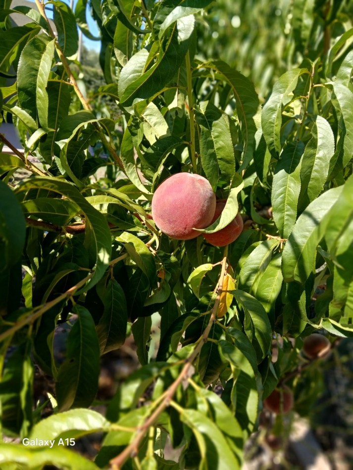 GREENWOOD INMOBILIARIA VENDE FINCA EN RUTA 60