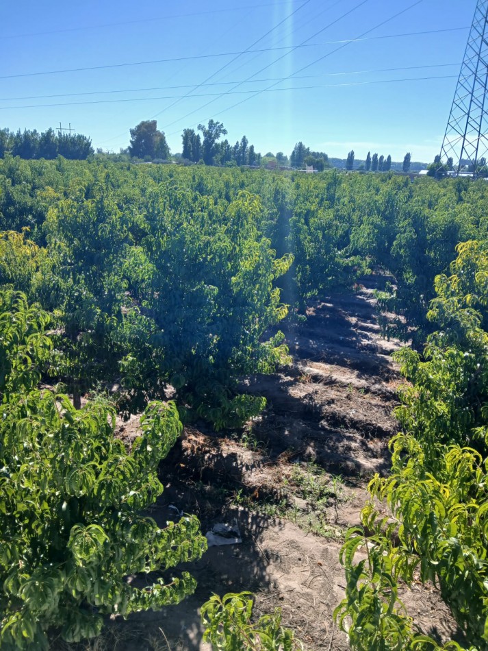 GREENWOOD INMOBILIARIA VENDE FINCA EN RUTA 60