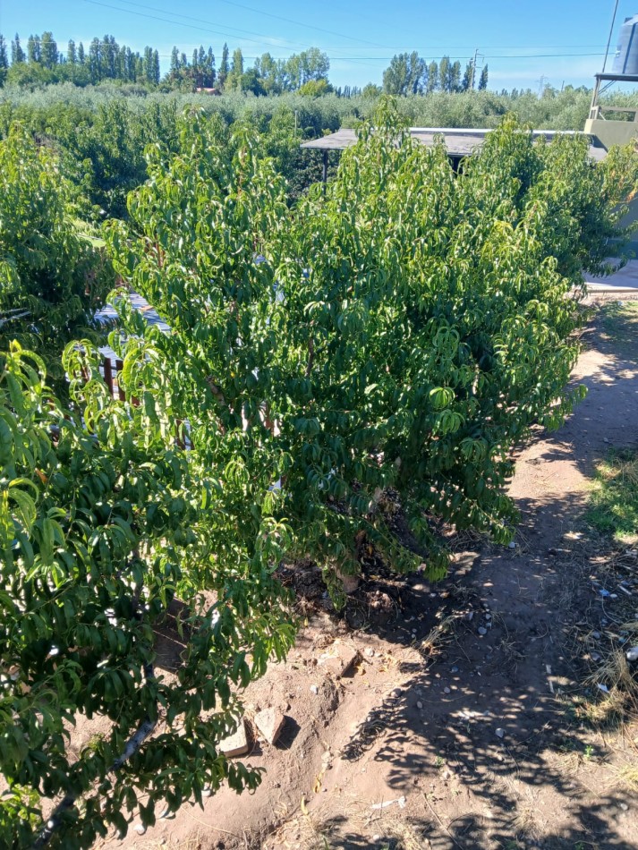 GREENWOOD INMOBILIARIA VENDE FINCA EN RUTA 60