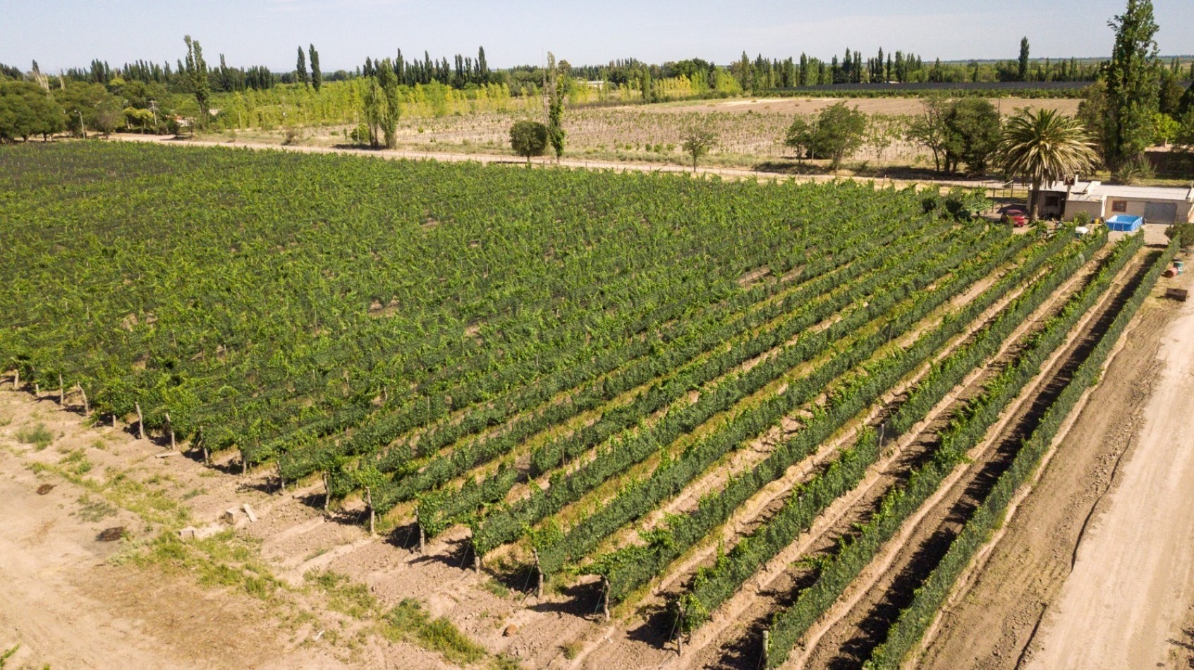 GREENWOOD INMOBILIARIA VENDE EXCELENTE FINCA EN SAN RAFAEL, MENDOZA! 