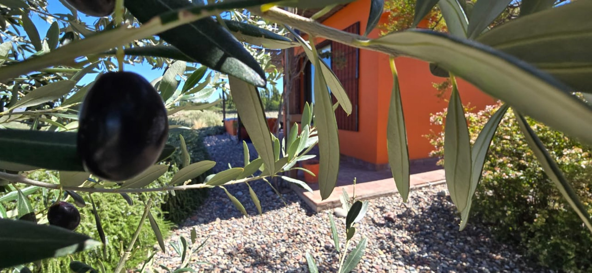 GREENWOOD INMOBILIARIA VENDE EXCELENTE FINCA EN SAN RAFAEL, MENDOZA! 