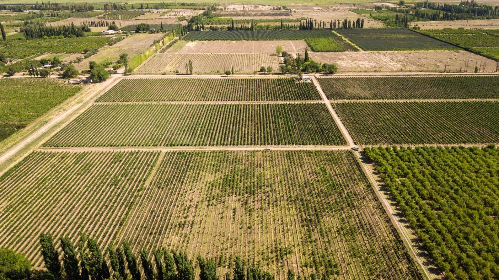 GREENWOOD INMOBILIARIA VENDE EXCELENTE FINCA EN SAN RAFAEL, MENDOZA! 