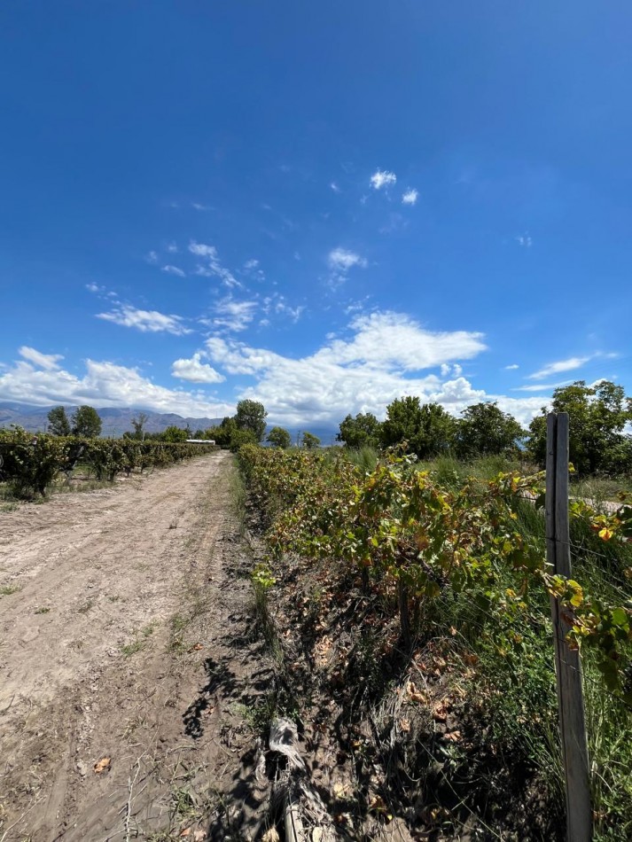GREENWOOD INMOBILIARIA VENDE Oportunidad de inversion vitivinicola en Eugenio Bustos - San Carlos, Mendoza