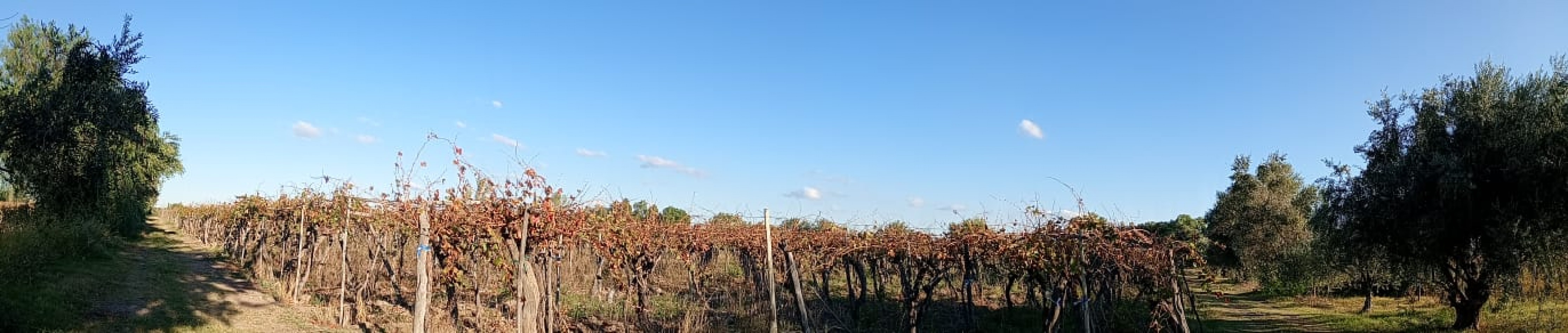 GREENWOOD  VENDE FINCA CALLE SANTA INES,MEDRANO JUNIN MENDOZA