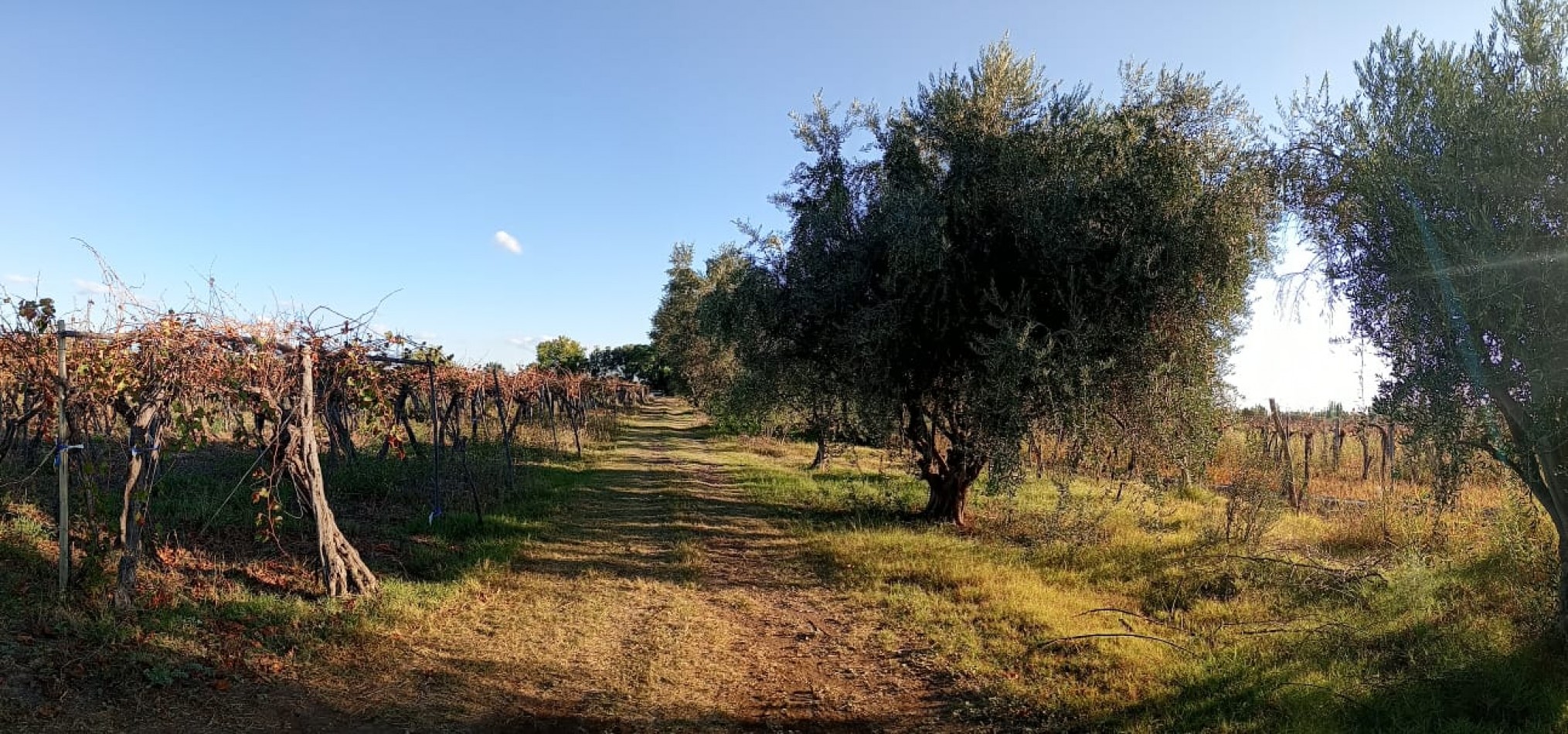 GREENWOOD  VENDE FINCA CALLE SANTA INES,MEDRANO JUNIN MENDOZA