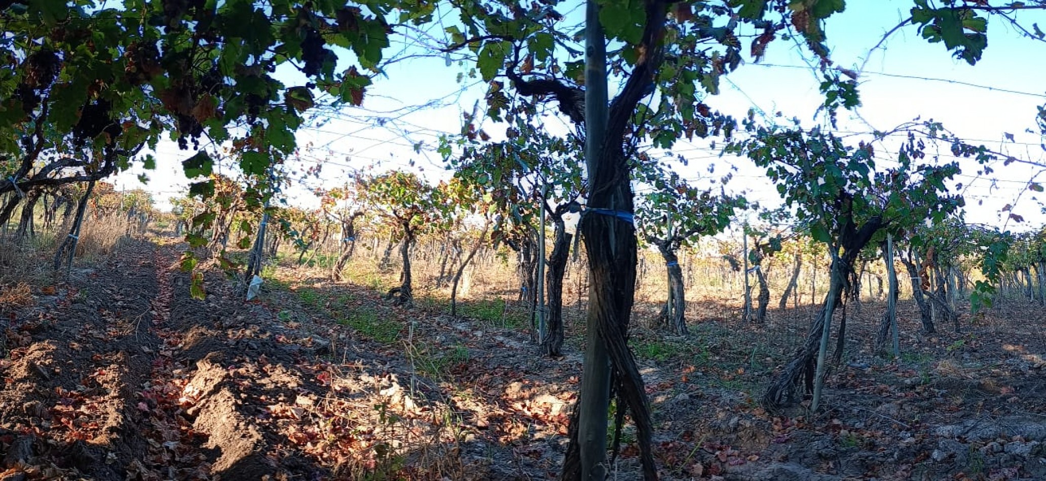 GREENWOOD  VENDE FINCA CALLE SANTA INES,MEDRANO JUNIN MENDOZA