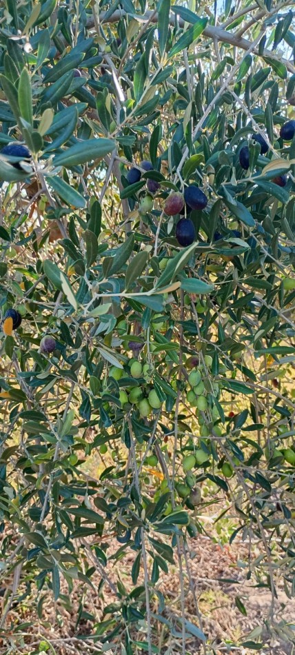 GREENWOOD  VENDE FINCA CALLE SANTA INES,MEDRANO JUNIN MENDOZA