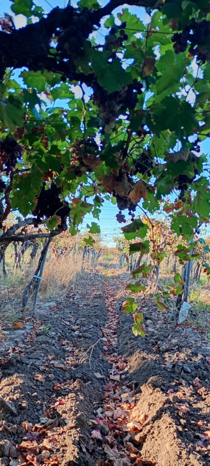 GREENWOOD  VENDE FINCA CALLE SANTA INES,MEDRANO JUNIN MENDOZA