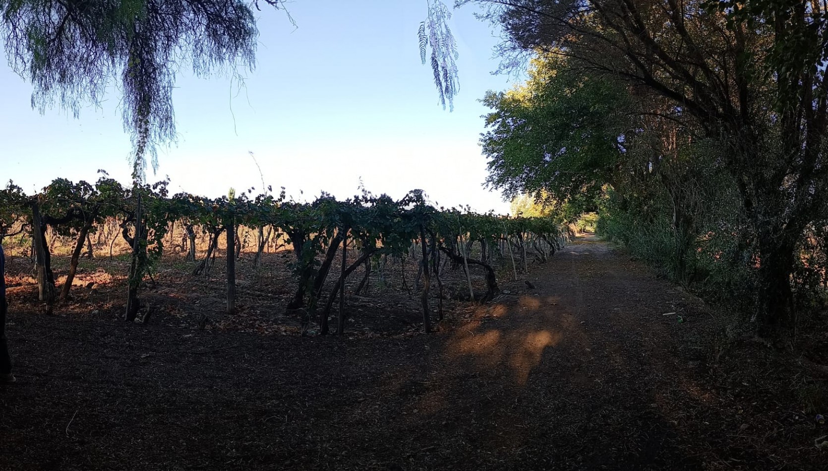 GREENWOOD  VENDE FINCA CALLE SANTA INES,MEDRANO JUNIN MENDOZA