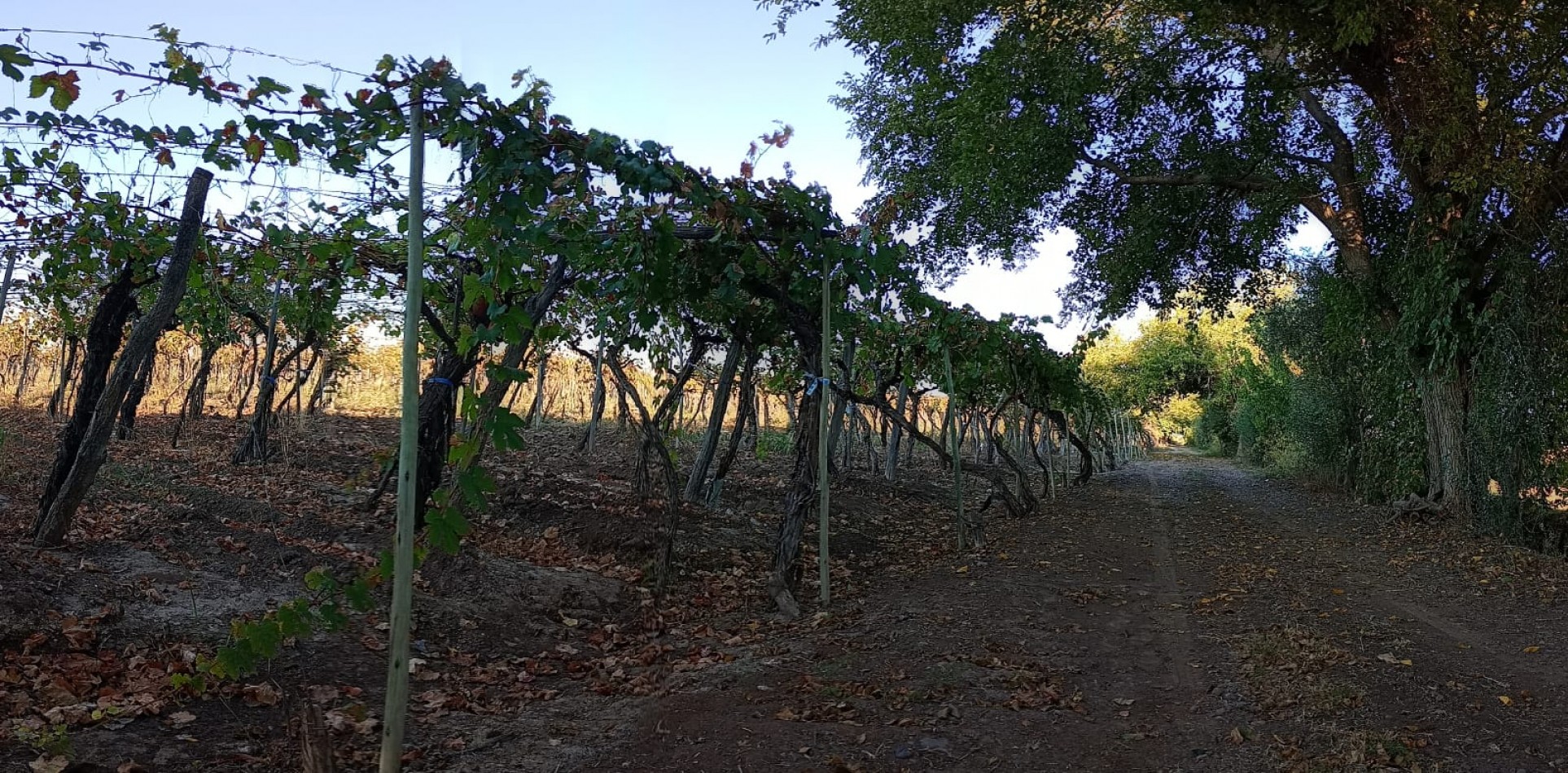 GREENWOOD  VENDE FINCA CALLE SANTA INES,MEDRANO JUNIN MENDOZA