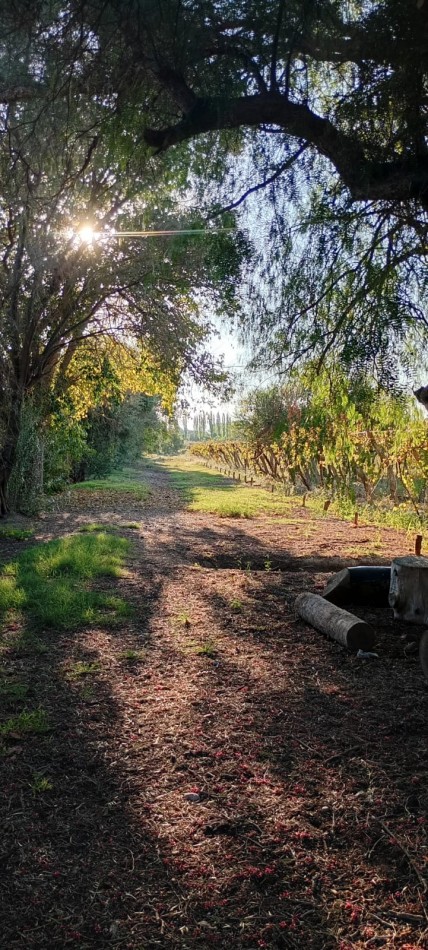 GREENWOOD  VENDE FINCA CALLE SANTA INES,MEDRANO JUNIN MENDOZA