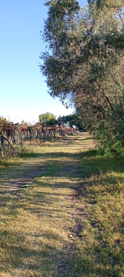 GREENWOOD  VENDE FINCA CALLE SANTA INES,MEDRANO JUNIN MENDOZA