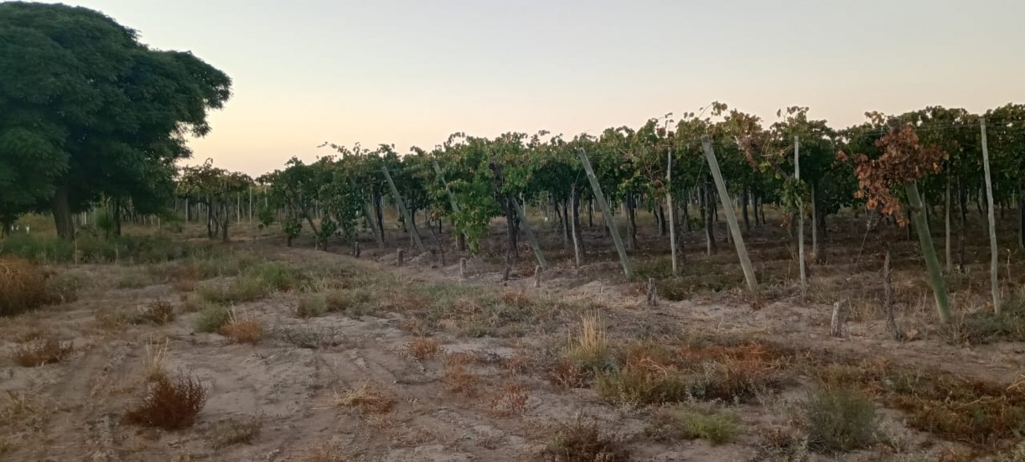 GREENWOOD INMOBILIAEIA VENDE FINCA EL BAJO - VIÑEDOS EN PRODUCCION