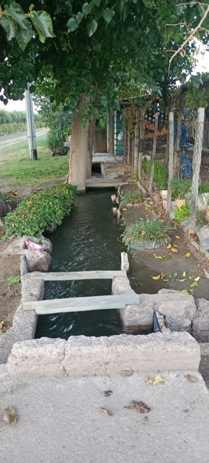 GREENWOOD INMOBILIAEIA VENDE FINCA EL BAJO - VIÑEDOS EN PRODUCCION