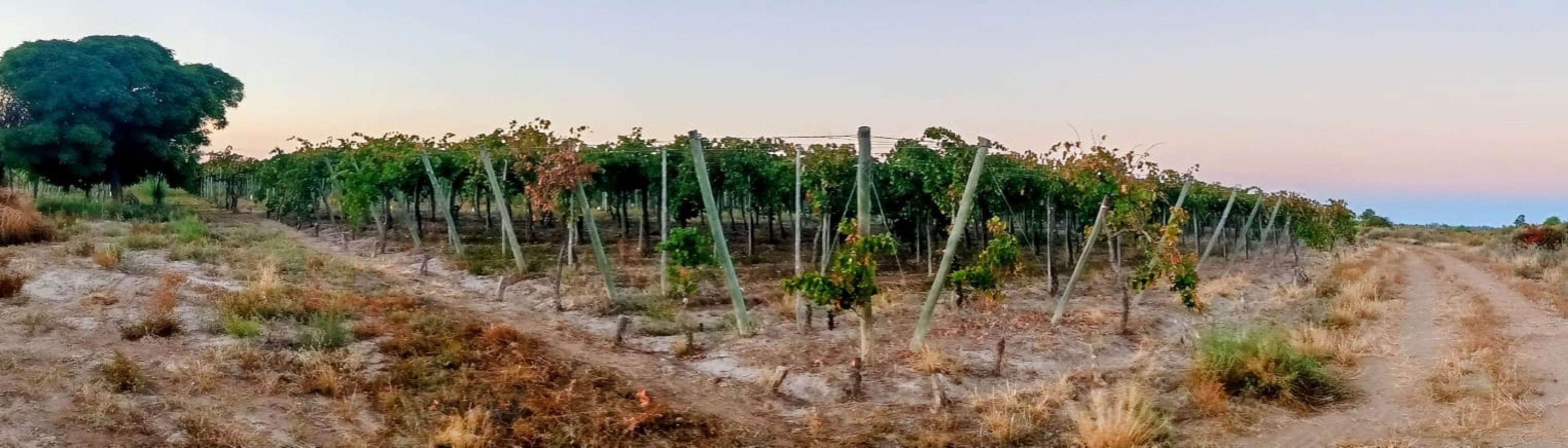 GREENWOOD INMOBILIAEIA VENDE FINCA EL BAJO - VIÑEDOS EN PRODUCCION