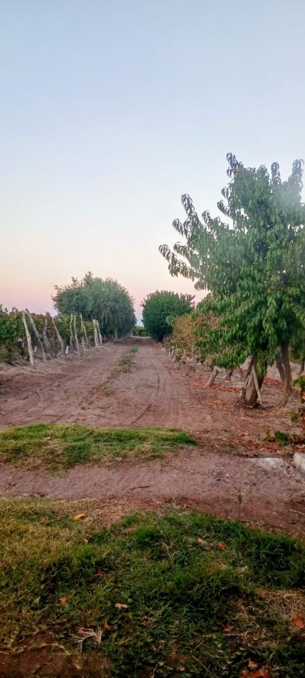 GREENWOOD INMOBILIAEIA VENDE FINCA EL BAJO - VIÑEDOS EN PRODUCCION