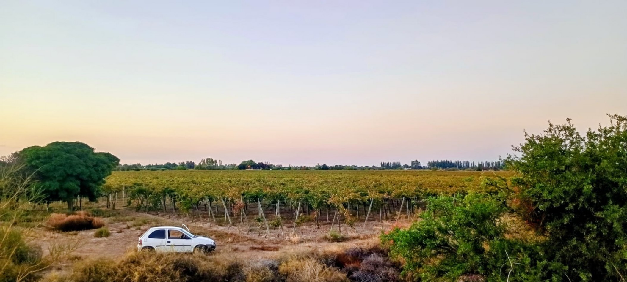 GREENWOOD INMOBILIAEIA VENDE FINCA EL BAJO - VIÑEDOS EN PRODUCCION