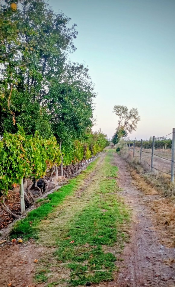 GREENWOOD INMOBILIAEIA VENDE FINCA EL BAJO - VIÑEDOS EN PRODUCCION