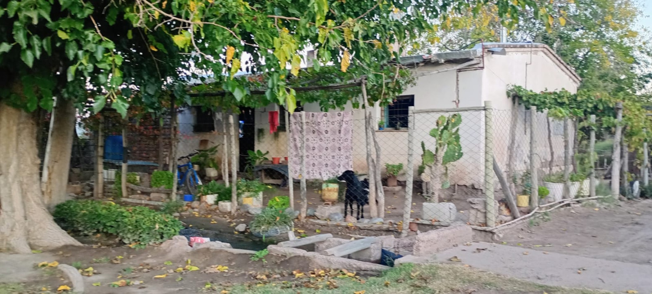 GREENWOOD INMOBILIAEIA VENDE FINCA EL BAJO - VIÑEDOS EN PRODUCCION