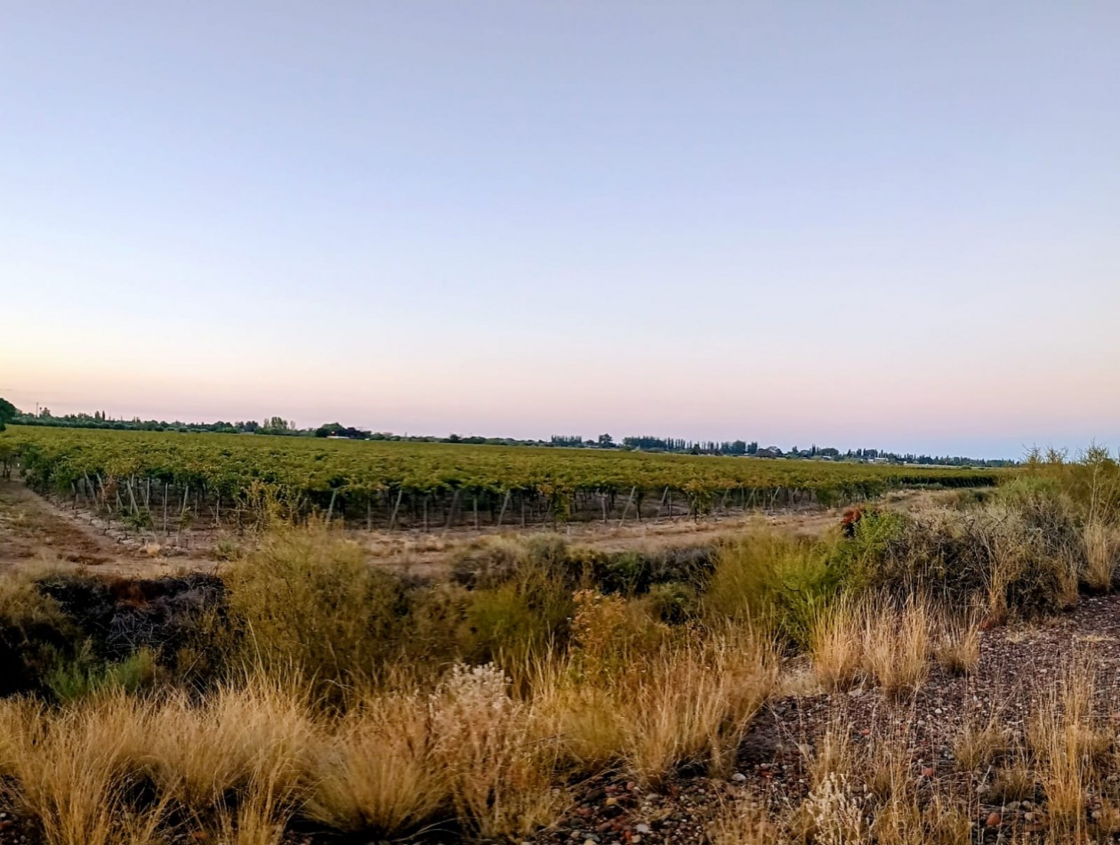 GREENWOOD INMOBILIAEIA VENDE FINCA EL BAJO - VIÑEDOS EN PRODUCCION