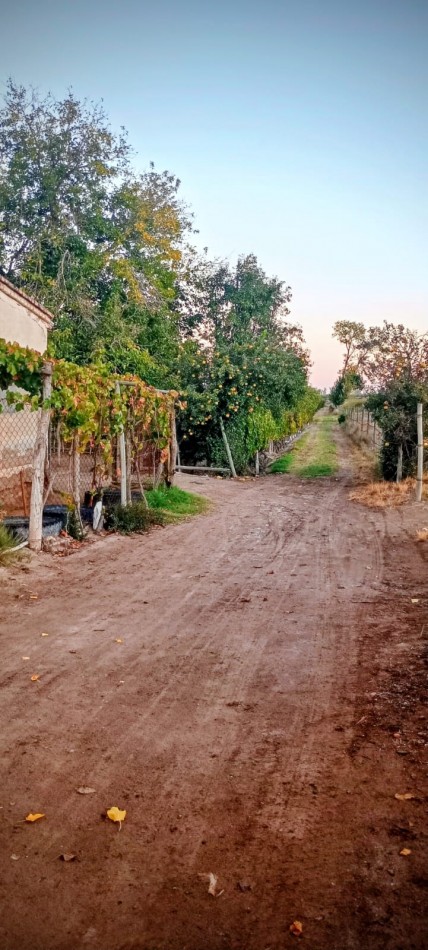 GREENWOOD INMOBILIAEIA VENDE FINCA EL BAJO - VIÑEDOS EN PRODUCCION