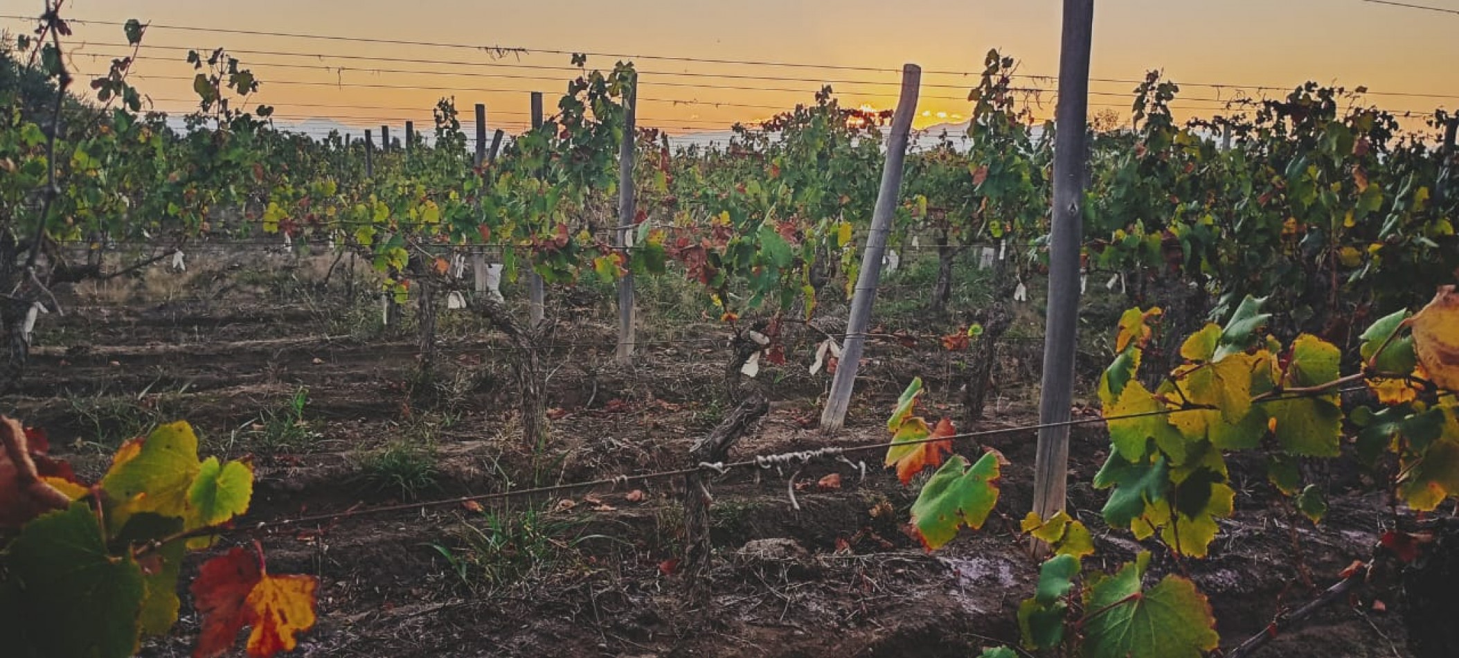 GREENWOOD INMOBILIARIA VENDE FINCA EL BAJO - VIÑEDOS EN PRODUCCION