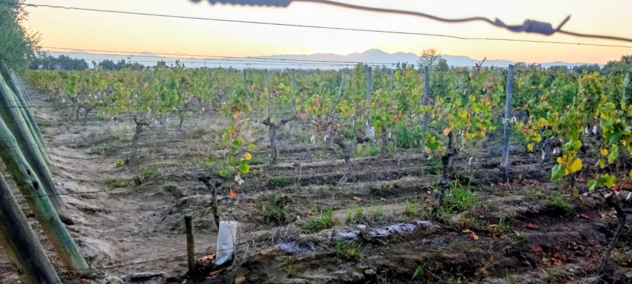 GREENWOOD INMOBILIARIA VENDE FINCA EL BAJO - VIÑEDOS EN PRODUCCION