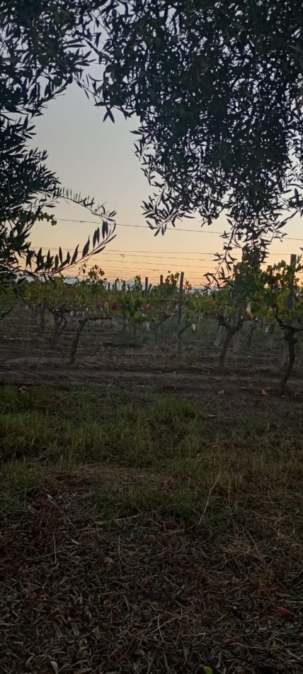 GREENWOOD INMOBILIARIA VENDE FINCA EL BAJO - VIÑEDOS EN PRODUCCION