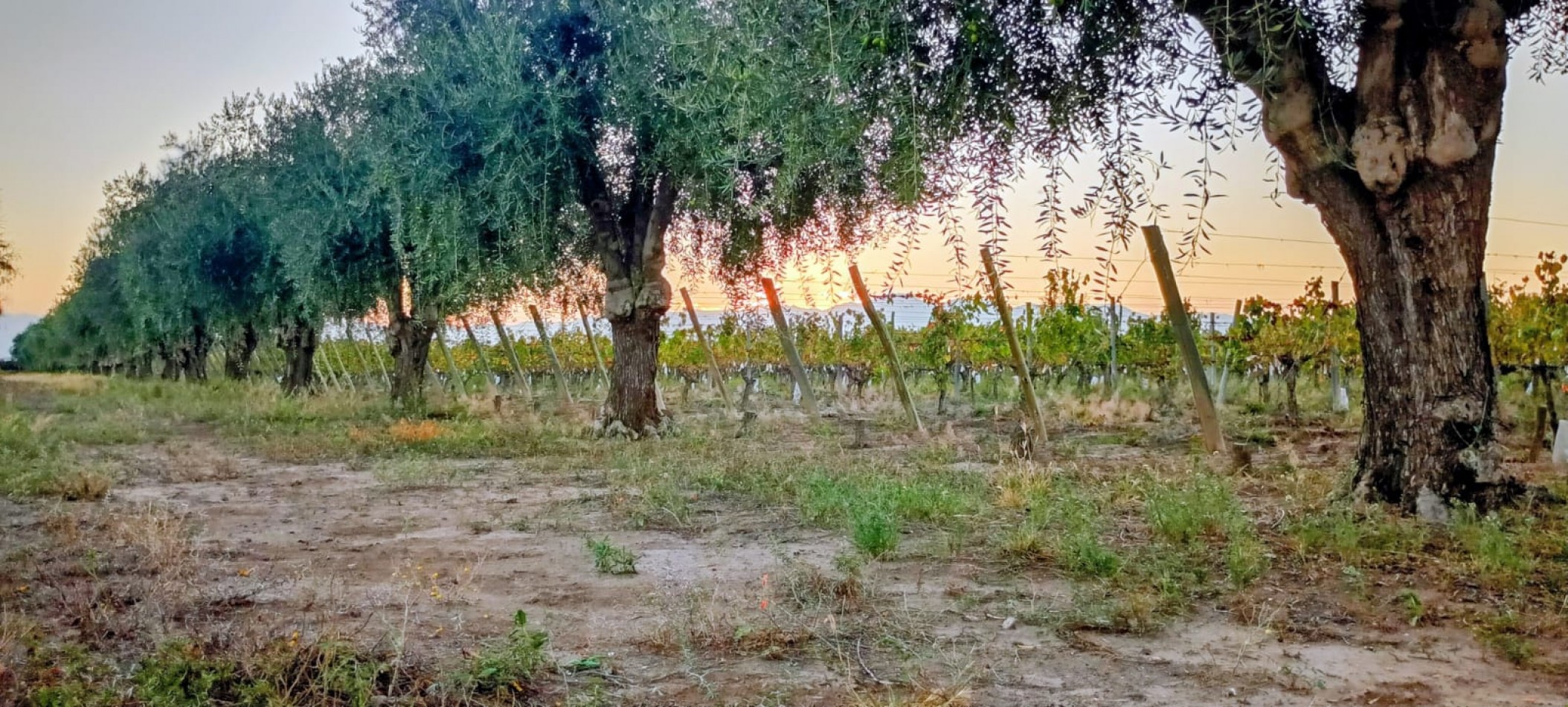 GREENWOOD INMOBILIARIA VENDE FINCA EL BAJO - VIÑEDOS EN PRODUCCION