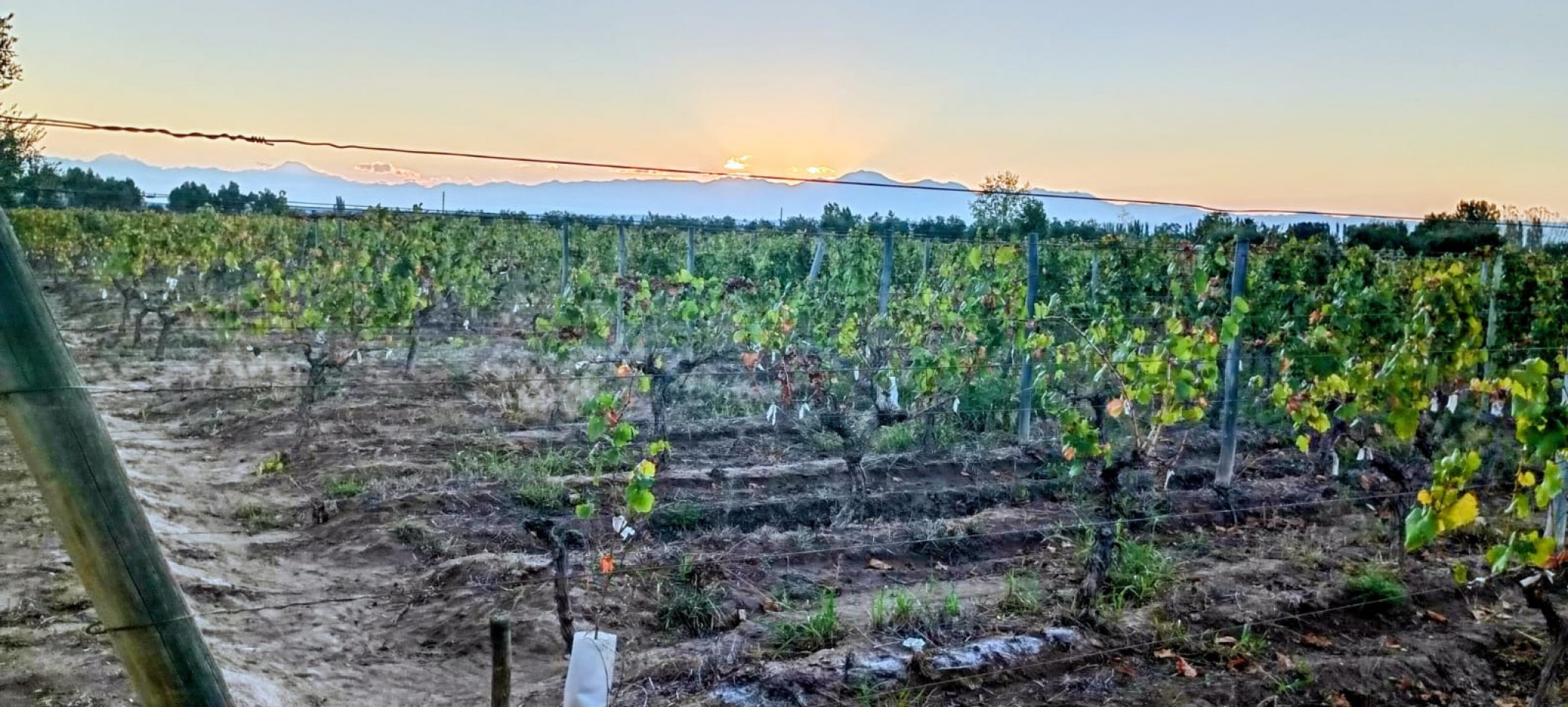 GREENWOOD INMOBILIARIA VENDE FINCA EL BAJO - VIÑEDOS EN PRODUCCION