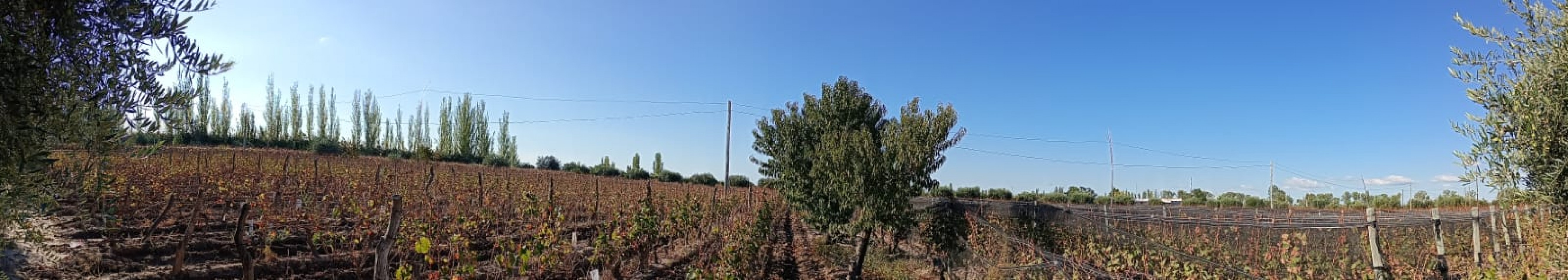 GREENWOOD INMOBILIARIA VENDE FINCA EL CHAÑAR - OPORTUNIDAD PRODUCTIVA EN MENDOZA