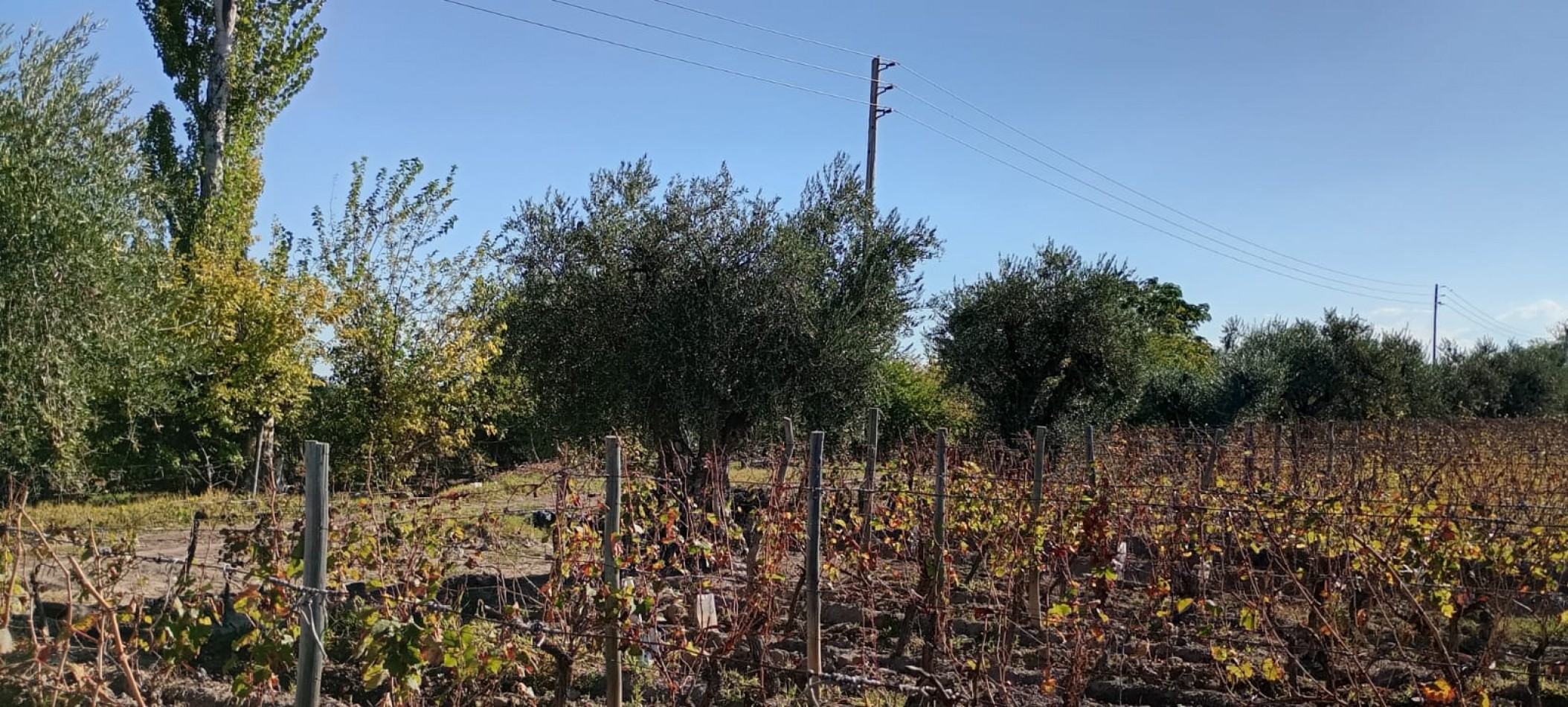 GREENWOOD INMOBILIARIA VENDE FINCA EL CHAÑAR - OPORTUNIDAD PRODUCTIVA EN MENDOZA