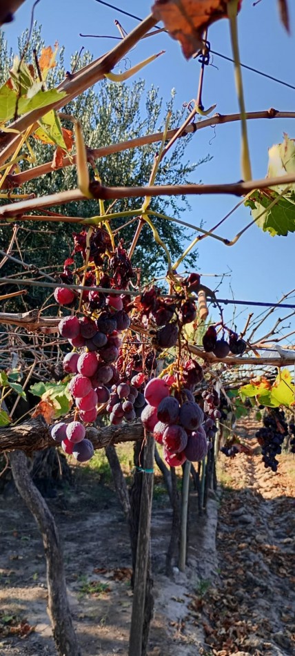 GREENWOOD INMOBILIARIA VENDE FINCA EL CHAÑAR - OPORTUNIDAD PRODUCTIVA EN MENDOZA