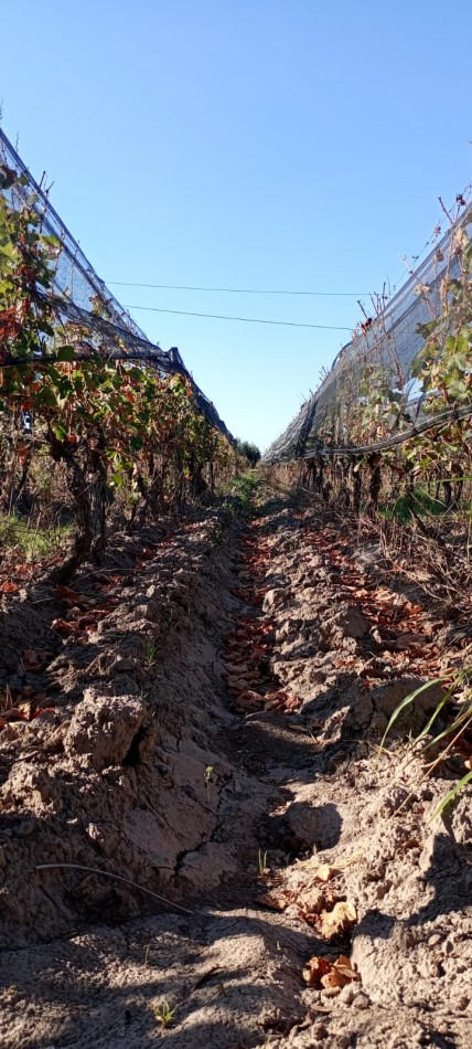 GREENWOOD INMOBILIARIA VENDE FINCA EL CHAÑAR - OPORTUNIDAD PRODUCTIVA EN MENDOZA