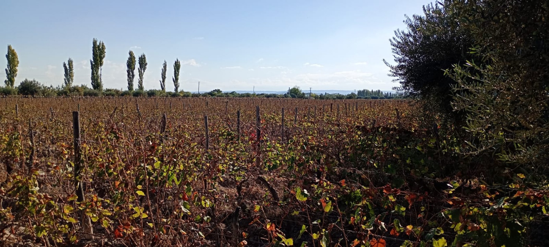 GREENWOOD INMOBILIARIA VENDE FINCA EL CHAÑAR - OPORTUNIDAD PRODUCTIVA EN MENDOZA