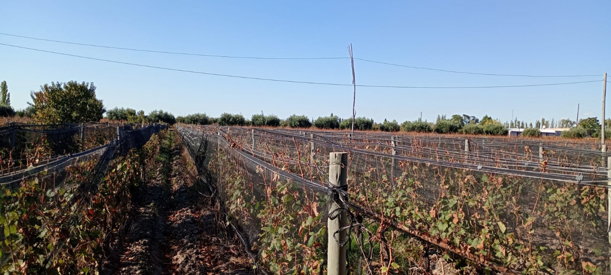 GREENWOOD INMOBILIARIA VENDE FINCA EL CHAÑAR - OPORTUNIDAD PRODUCTIVA EN MENDOZA