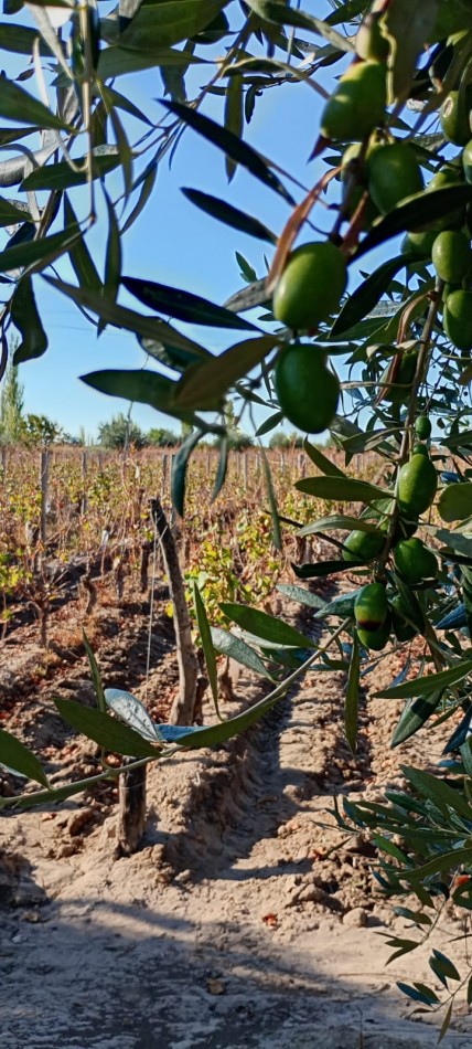 GREENWOOD INMOBILIARIA VENDE FINCA EL CHAÑAR - OPORTUNIDAD PRODUCTIVA EN MENDOZA