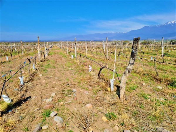 GREENWOOD VENDE INIGUALABLE FINCA EN VISTA FLORES TUNUYAN, EXCELENTE RENTABILIDAD, IDEAL EMPRENDIMIENTOS BOUTIQUE