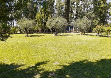 GREENWOOD VENDE FINCA OLIVAR EN PRODUCCION EN MAIPU.