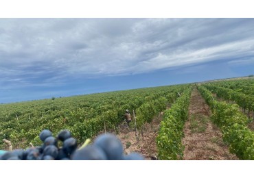 GREENWOOD INMOBILIARIA Presenta Finca Productiva de 24 Hectareas en la Prestigiosa Region de Jocoli