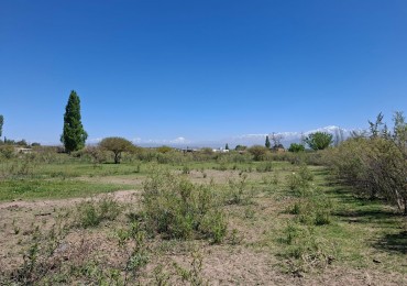 Greenwood Inmobiliaria vende finca de 3,6 hectareas en Calle Brandsen - Perdriel, Lujan de Cuyo.