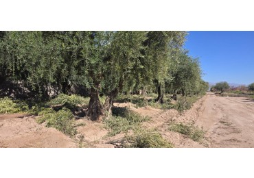 GREENWOOD INMOBILIARIA PRESENTA: OPORTUNIDAD UNICA EN MAIPU - FINCA DE OLIVOS CON POTENCIAL